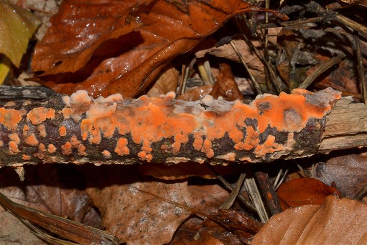 Peniophora incarnata?